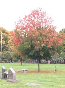 Tree in Union Chapel Cemetery