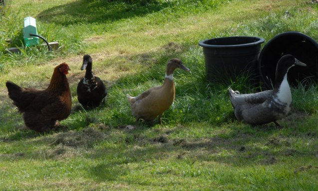 DSC_0560_crop
