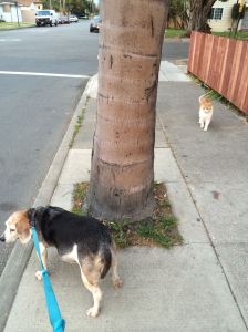 11357220_10152806548212124_8155273324396913693_o