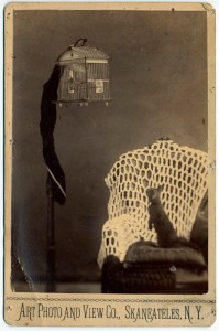 cat watching bird in cage