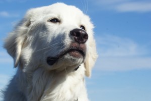 great pyrenees like buddy