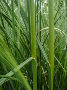 green reed
