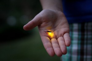 lightning bug hand